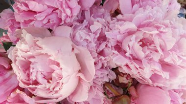 Güzel pembe şakayık çiçekleri sosis sepetinde