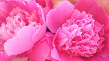 Pembe güller şakayık çiçekleri