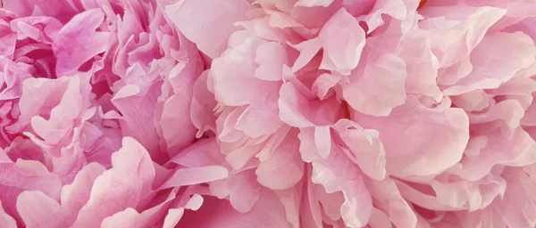 Pembe güller şakayık çiçekleri