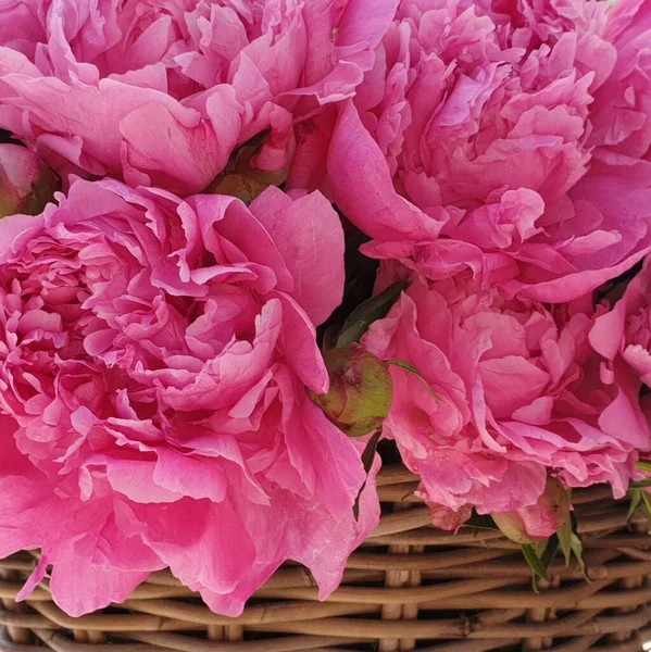 Красиві Рожеві Квіти Троянди Півонії Кошику Байкерів — стокове фото