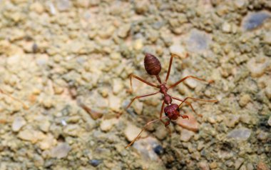 Kırmızı karıncanın kumdaki makro yakın çekim görüntüsü