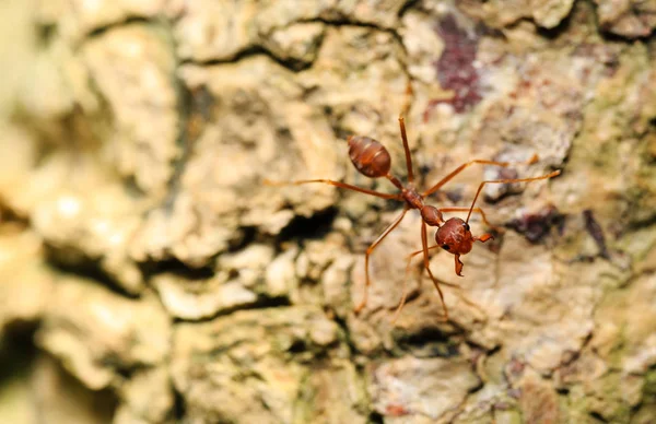 Makro närbild skott av röd myra på sand — Stockfoto