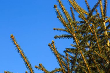 Mavi gökyüzünde çam dalı yakın görünüm