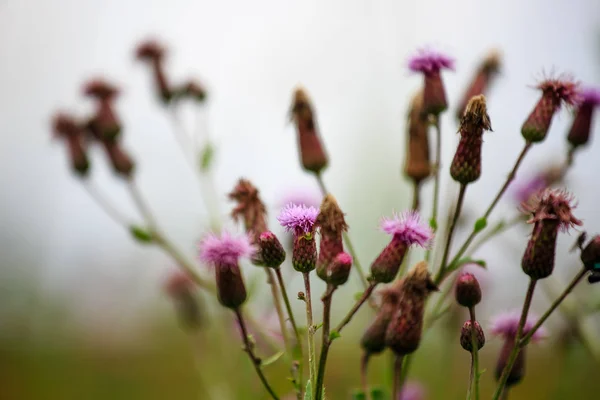 purple color Dandelion flower bud macro closeup view