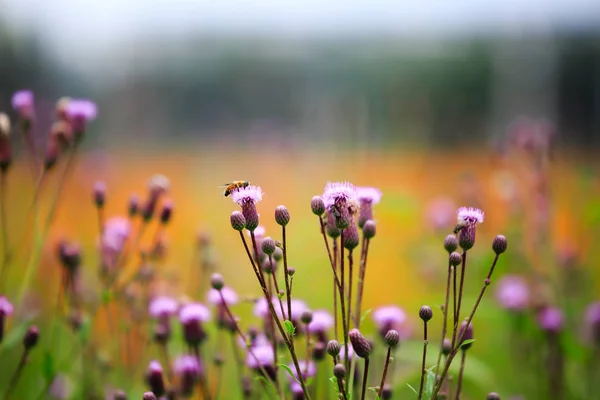 purple color Dandelion flower bud with honeybee macro closeup view