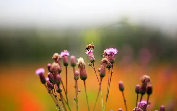 purple color Dandelion flower bud with honeybee macro closeup view