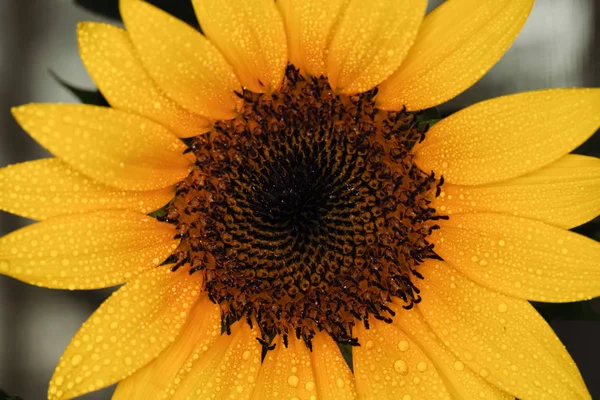 beautiful Flower of sunflower isolated closeup detail view