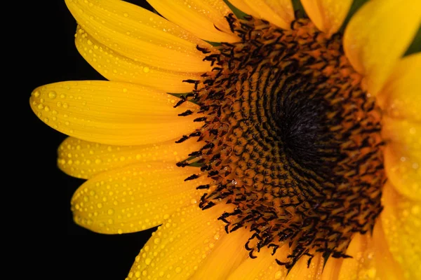 beautiful Flower of sunflower isolated closeup detail view