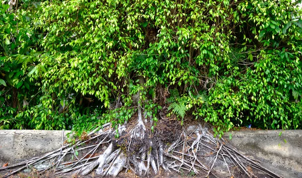 Close-up de raízes aéreas de grandes banyan árvores — Fotografia de Stock