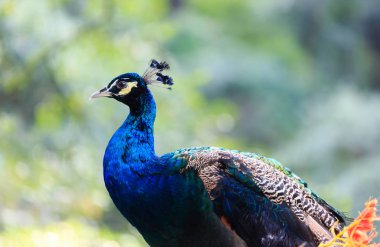 Güzel mavi tavus kuşu yeşil orman arka planında izole edilmiş.