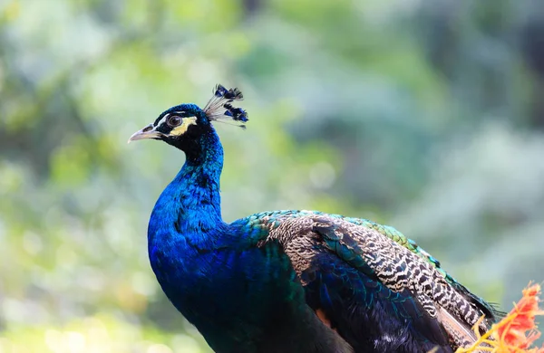 Güzel mavi tavus kuşu yeşil orman arka planında izole edilmiş.