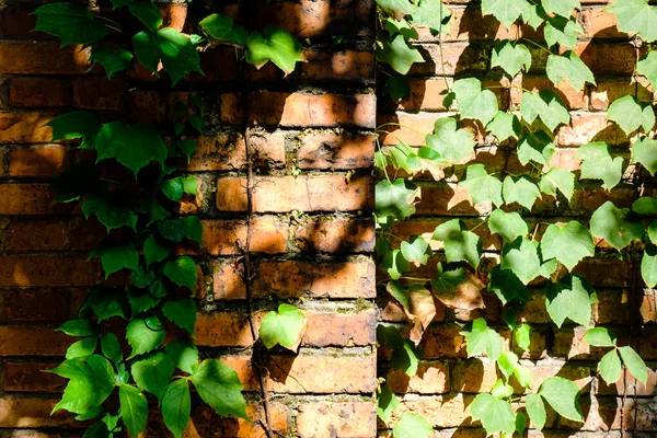 Ivy plant covering red brick wall texture background — Stock Photo, Image