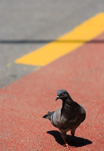 Renkli güvercin Kırmızı renkli asfalt yolda yürüyor — Stok fotoğraf