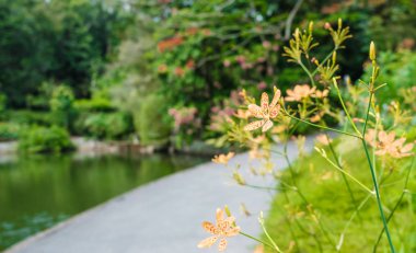 Sarı çiçek, dere kenarındaki yolda bir parkta.