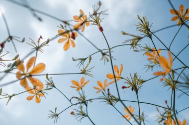 sarı renkli küçük çiçek mavi gökyüzü görünümlü düşük açılı