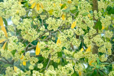 Alstonia Bursu ağaç manzarasının yaprakları ve çiçek arkaplanı