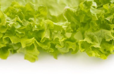 Beyaz arka planda güzel marul yaprağı