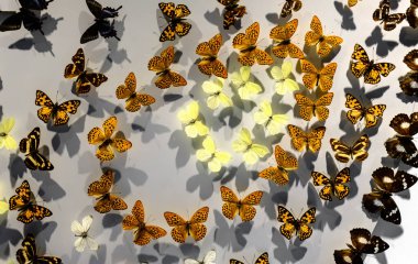 Duvara asılı sarı renkli kelebek oda dekoru olarak.