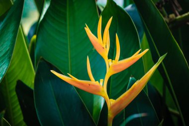 Çiçekli cennet kuşu (Strelitzia Reginae) botanik bahçesinde çiçek açtı