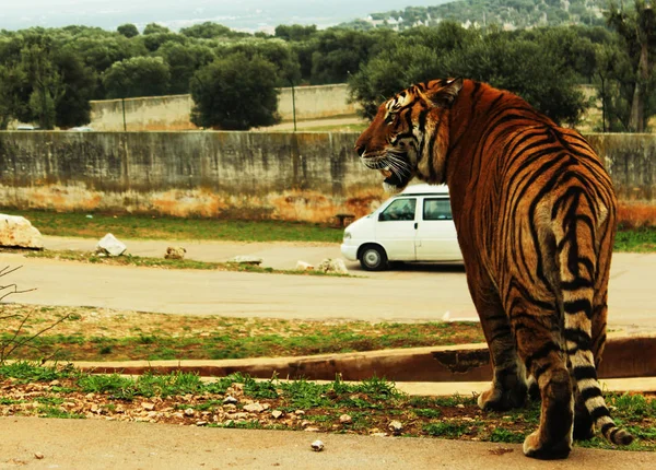 Τίγρη κοντά σε ένα αυτοκίνητο σε ένα ζωολογικό κήπο σαφάρι — Φωτογραφία Αρχείου