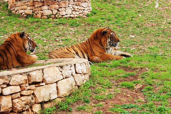 Dois tigres esticados em um gramado grande — Fotografia de Stock