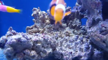 Yüzme renkli balık