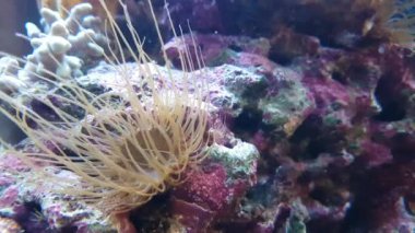 Deniz anemone hareket eder ve kırmızı balık