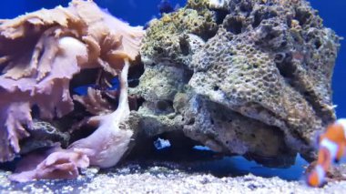 palyaço balığı çok