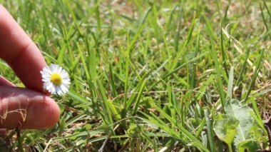 Papatya al ve parmaklarınızın arasında döndürün 