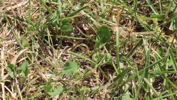 Ant op het gras in de lente — Stockvideo