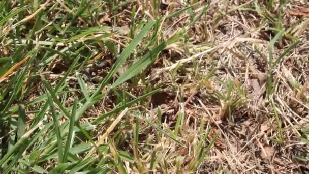 Mieren lopen in het gras — Stockvideo