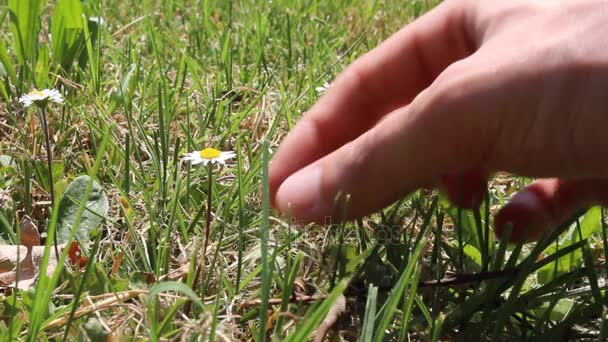 Gänseblümchen zwischen den Fingern mit Grasfeldhintergrund — Stockvideo