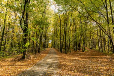 Sırbistan 'ın Fruska Gora kentinde sonbahar orman sahnesi