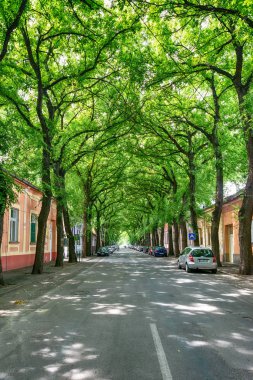 Kikinda, Sırbistan - 26 Temmuz 2019: Sırbistan 'ın Kikinda kentindeki General Drapsin Caddesi, dünyanın en güzel 50 caddesinden biri.