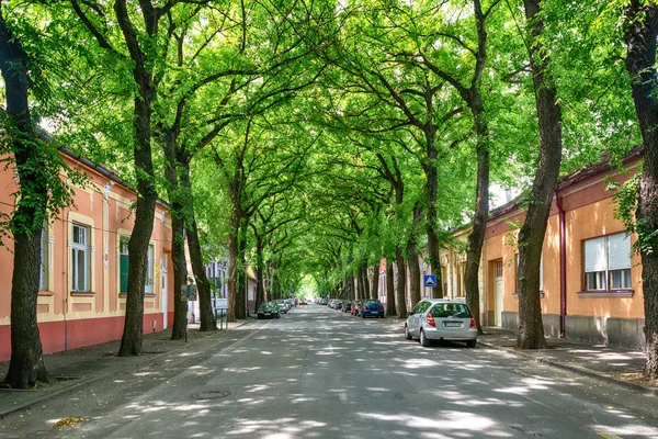 Kikinda, Sırbistan - 26 Temmuz 2019: Sırbistan 'ın Kikinda kentindeki General Drapsin Caddesi, dünyanın en güzel 50 caddesinden biri.