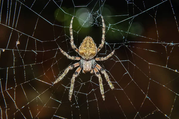 Närbild Spindel Nätet — Stockfoto