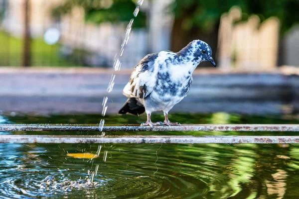 Dove sitting on a small fountain with water in the summer time
