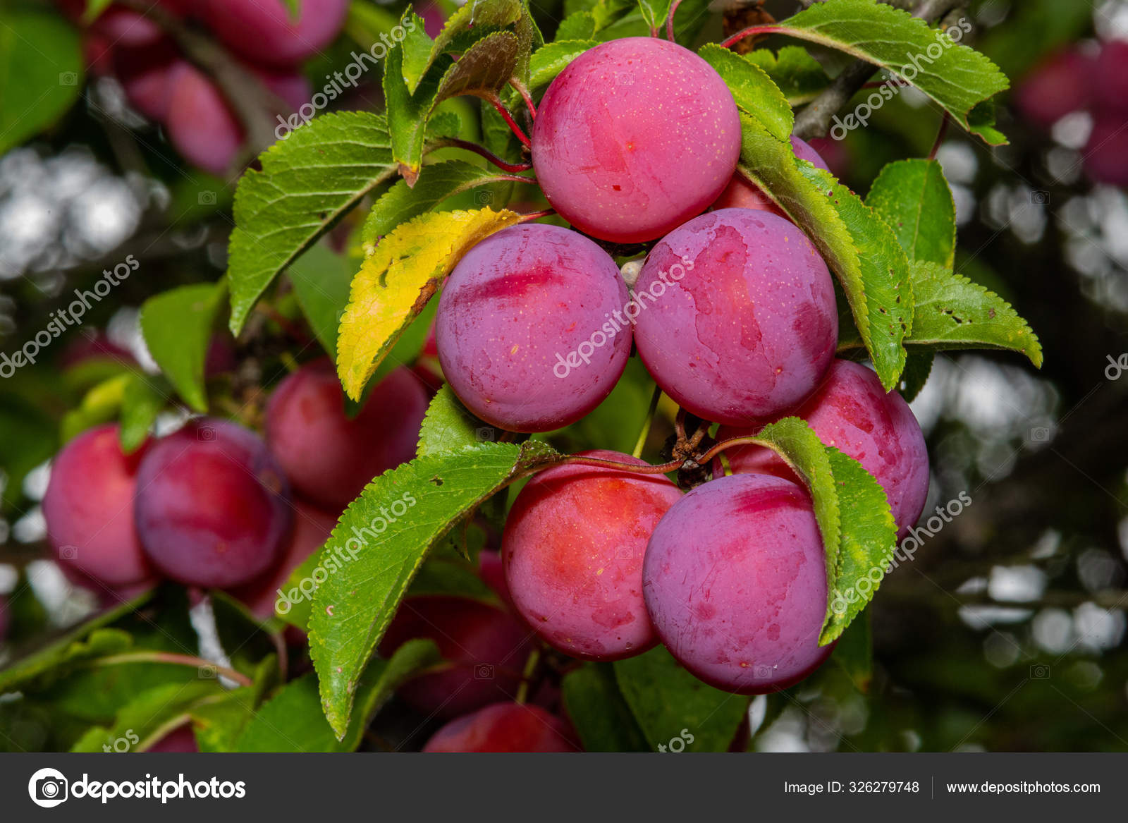 Cherry Plum Red Mirabelle Plums — Stock Photo © Nedomacki 326279748