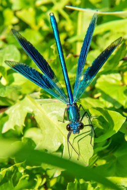 Güzel mavi yusufçuk çimlerin üzerinde