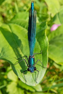 Güzel mavi yusufçuk çimlerin üzerinde