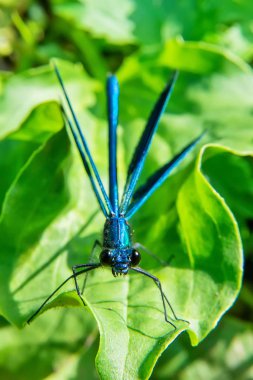 Güzel mavi yusufçuk çimlerin üzerinde