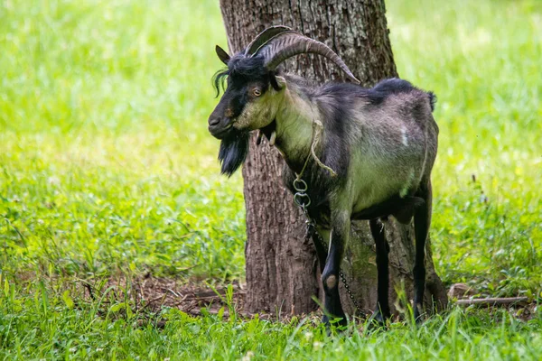 Beautiful domestic black goats portrait