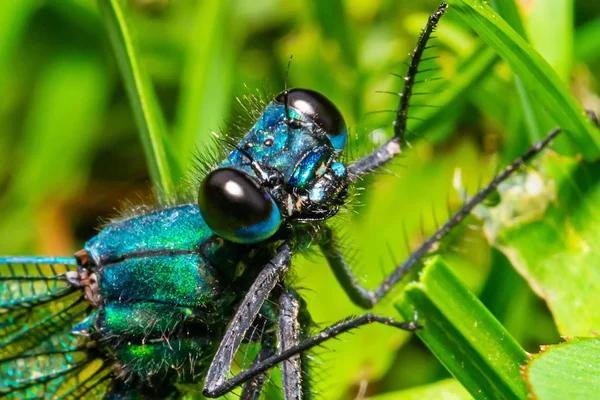 Güzel mavi yusufçuk çimlerin üzerinde