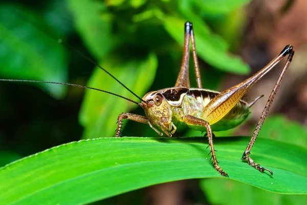 Konik Polny Liściu Naturze — Zdjęcie stockowe