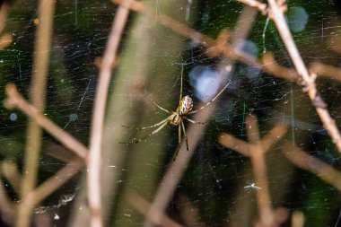 Örümcek ağda 