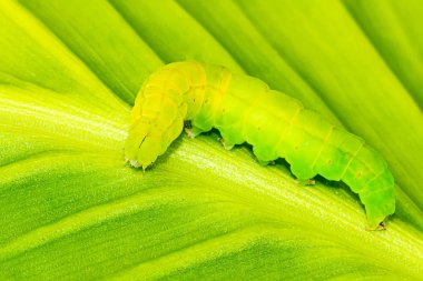 Yaprağın üzerindeki yeşil tırtıl. Güve tırtılları doymak bilmez besleyicilerdir. Bu da onları tarımın en önemli böceklerinden biri yapar..