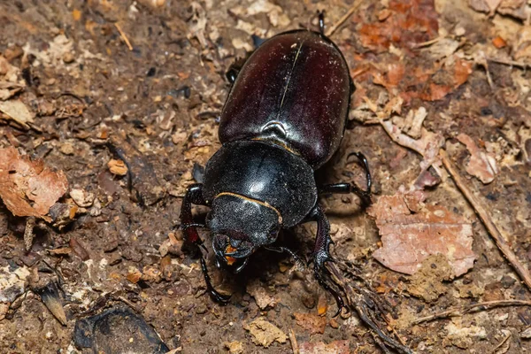 Escarabajo Negro Suelo —  Fotos de Stock