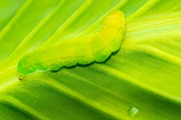草丛飞蛾毛毛虫图库照片 免版税草丛飞蛾毛毛虫图片 Depositphotos