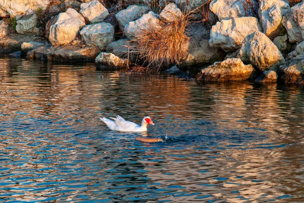 Pato Branco Com Bico Vermelho — Fotografia de Stock