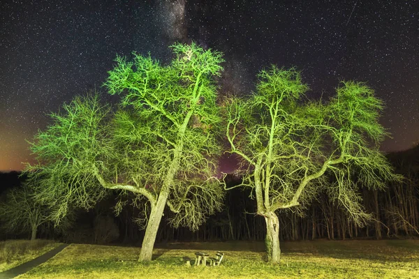 Trees in the middle of the field and in the background is the night sky of Fruska gora, Serbia. Astro Landscape with Stars and Milky Way Galaxy. Milk way at night in forest.